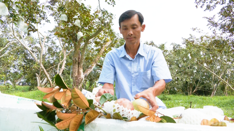 Nông dân thu hoạch vú sữa đủ điều kiện xuất khẩu sang các thị trường khó tính. ndo_br_thiet-ke-chua-co-ten-1.png
