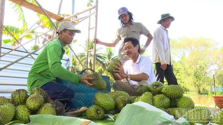Nông dân phân loại mãng cầu xiêm để bán cho đơn vị thu mua. ndo_br_thiet-ke-chua-co-ten-3.png