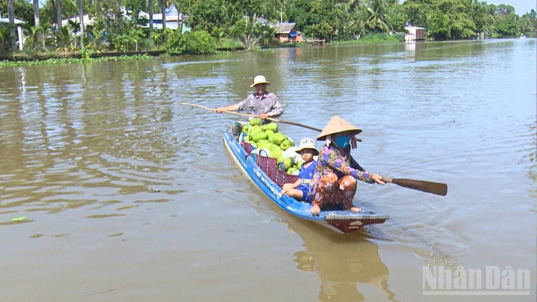 Nông dân vận chuyển mãng cầu xiêm lại địa điểm thu mua của thương lái. ndo_br_thiet-ke-chua-co-ten-2.png