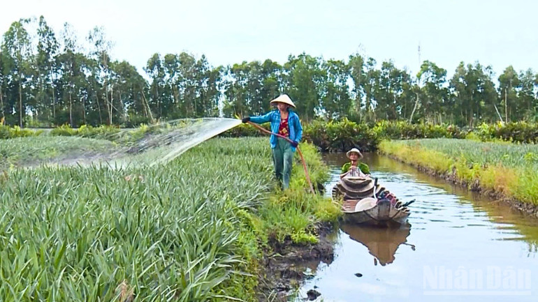 Farmers in Hoa Luu commune take care of their family's pineapple garden. ndo_br_thiet-ke-chua-co-ten-1.png