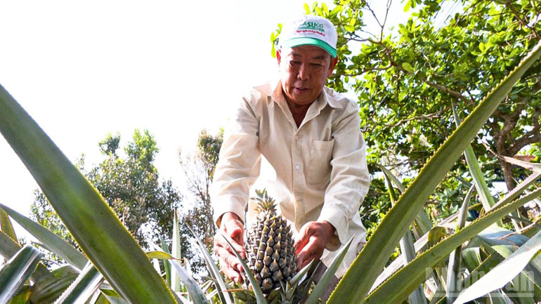 Farmers harvest pineapples. ndo_br_thiet-ke-chua-co-ten-2.png