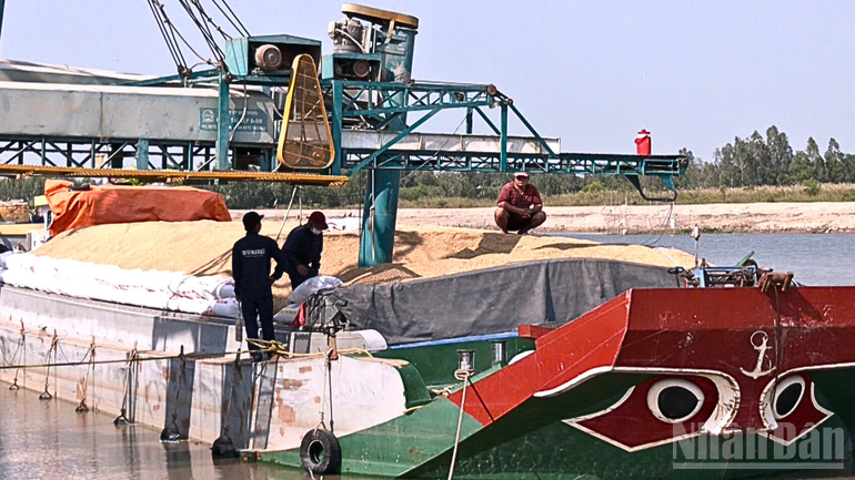Các doanh nghiệp đang tăng cường thu mua lúa để giúp nông dân tiêu thụ không bị giảm giá. ndo_br_thiet-ke-chua-co-ten-3.png
