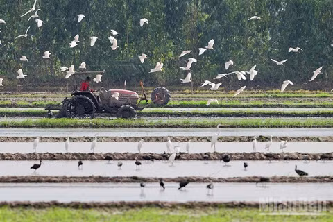 Đồng lúa ở vùng đệm Vườn quốc gia Tràm Chim, nơi dừng chân của một số lượng rất lớn các loài chim di cư.