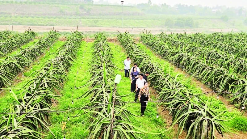 Phú Thọ đẩy mạnh chuyển đổi nông nghiệp đa giá trị hướng tới mục tiêu tăng trưởng 3,5%