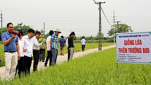 Mô hình trình diễn giống lúa Thiên Trường 900 tại xã Trực Chính, huyện Trực Ninh (Nam Định).