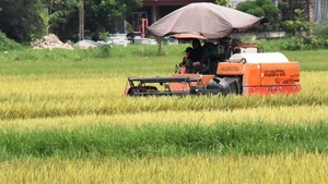 Nông dân huyện Ý Yên (Nam Định) thu hoạch lúa xuân sớm.