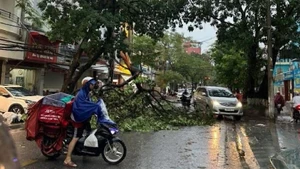 Chiều 19/7, mưa lớn kèm theo gió mạnh, trên một số tuyến đường của thành phố Hải Phòng đã có trường hợp cây xanh bị gãy đổ.