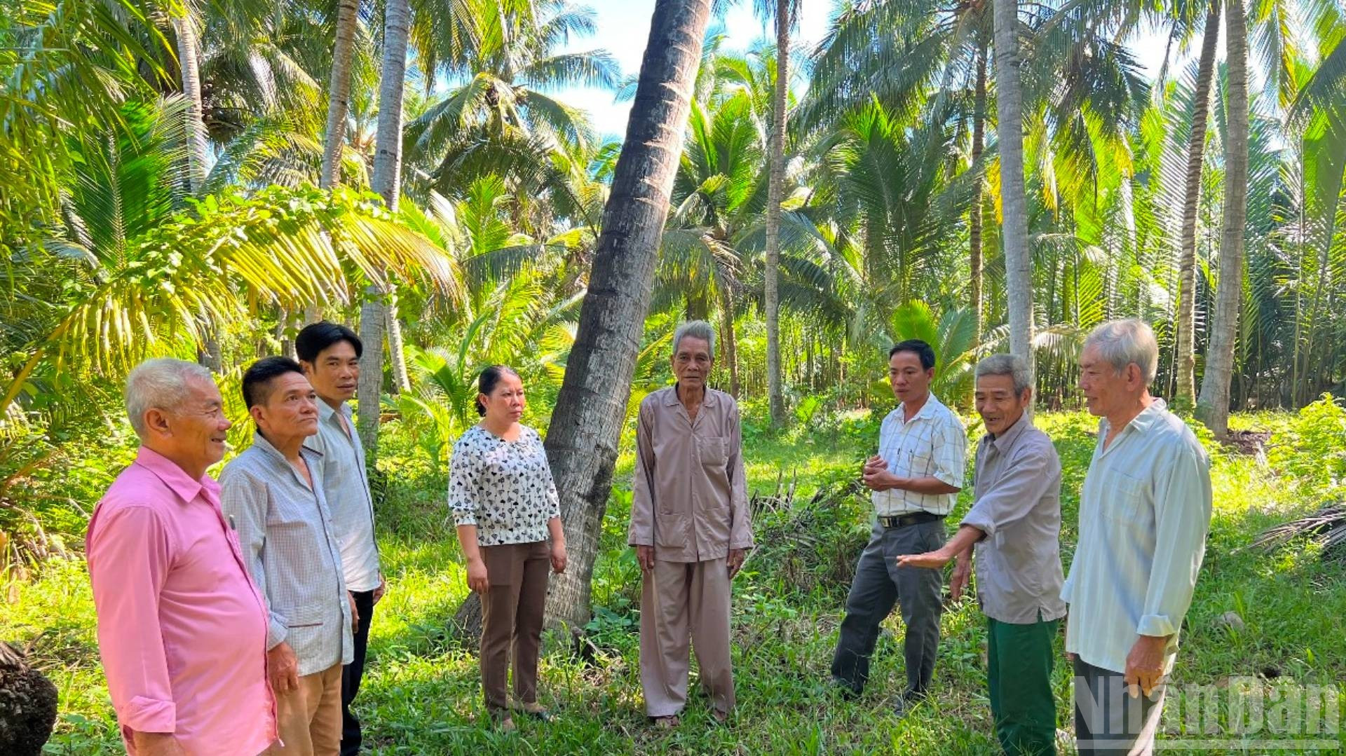 Địa điểm đón nhận danh hiệu "Anh dũng Đồng khởi, thắng Mỹ, diệt Ngụy" trong kháng chiến chống Mỹ cứu nước giờ đang phát triển vườn dừa xanh mát. (Ảnh: HOÀNG TRUNG) ndo_br_2-38.jpg