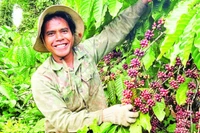 Việt Nam đứng đầu thế giới về xuất khẩu cà-phê Robusta toàn cầu.