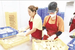 Sơ chế sầu riêng xuất khẩu tại một doanh nghiệp trên địa bàn tỉnh Đắk Lắk. (Ảnh CÔNG LÝ)