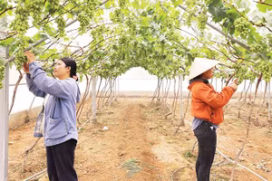 Nông dân phường Đô Vinh, tỉnh Khánh Hòa thu hoạch nho. (Ảnh: CÔNG ĐẠT)