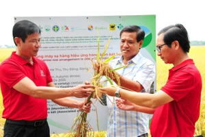 Việc áp dụng mô hình canh tác mới với ứng kỹ thuật trên cánh đồng lúa triệu ha đã giúp người nông dân thu nhiều lợi nhuận kép