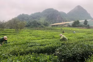 Nông dân xã Bình Thuận, tỉnh Sơn La thu hoạch chè.