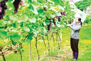 Vườn nho hạ đen tại Nam Dương, tỉnh Bắc Ninh. (Ảnh BẢO LONG)