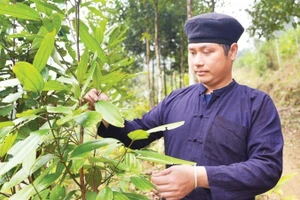 Bí thư Chi bộ, Trưởng thôn Khuổi Làm Dương Văn Ngoan chăm sóc cây quế.