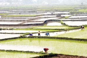 Tỉnh Lào Cai phấn đấu hoàn thành gieo cấy trước ngày 15/3. (Ảnh VIẾT VINH)