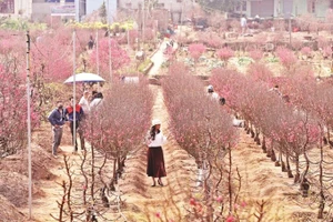 Nhiều người dân Hà Nội tìm đến tận vườn đào Nhật Tân để chọn những cành đào đẹp. (Ảnh:: KHÁNH AN)