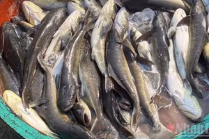 Mật độ vi khuẩn cơ hội ở mức cao là nguyên nhân chính khiến cá bớp nuôi lồng bè ở vùng biển ven bờ đặc khu Lý Sơn chết hàng loạt, gây thiệt hại nặng cho người nuôi.