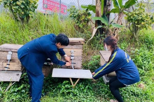 Trung tâm Nghiên cứu ong và nuôi ong nhiệt đới (Học viện Nông nghiệp Việt Nam) nghiên cứu và chuyển giao quy trình công nghệ nuôi ong cho các hộ nuôi ong trên cả nước. (Ảnh: TRÀ MY)
