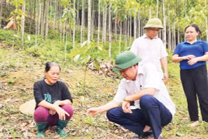 Lãnh đạo Liên minh HTX tỉnh Cao Bằng kiểm tra mô hình trồng cây quế ở xã Canh Tân, tỉnh Cao Bằng.