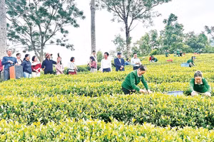 Mô hình sản xuất chè hữu cơ xã Phú Xuyên, tỉnh Thái Nguyên.