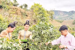 Nhờ nguồn vốn tín dụng chính sách, phụ nữ xã Quài Tở (tỉnh Điện Biên) có điều kiện đầu tư mở rộng diện tích cây cà-phê.