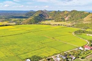 Một góc cánh đồng lúa xã vùng sâu Thanh Sơn, tỉnh Đồng Nai.