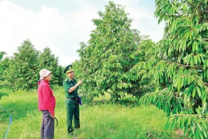 Nhờ chăm sóc theo hướng hữu cơ, vườn sầu riêng của chị Nguyễn Thị Thủy, xã Tân Tiến, tỉnh Đồng Nai luôn phát triển xanh tốt.
