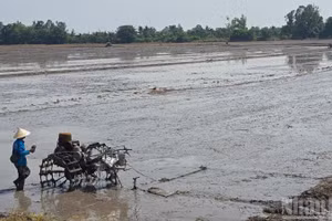 Nông dân phường Long Xuyên chuẩn bị xuống giống cho mùa vụ mới