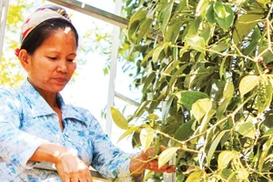 Nông dân tỉnh Đắk Lắk thu hoạch hồ tiêu. (Ảnh: HÀ THẮNG)