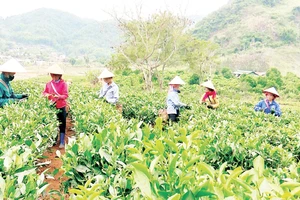 Phong trào “nông dân thi đua lao động sản xuất” góp phần quan trọng trong thành tựu phát triển kinh tế nông-lâm nghiệp và chuyển đổi cơ cấu cây trồng tại tỉnh Điện Biên.