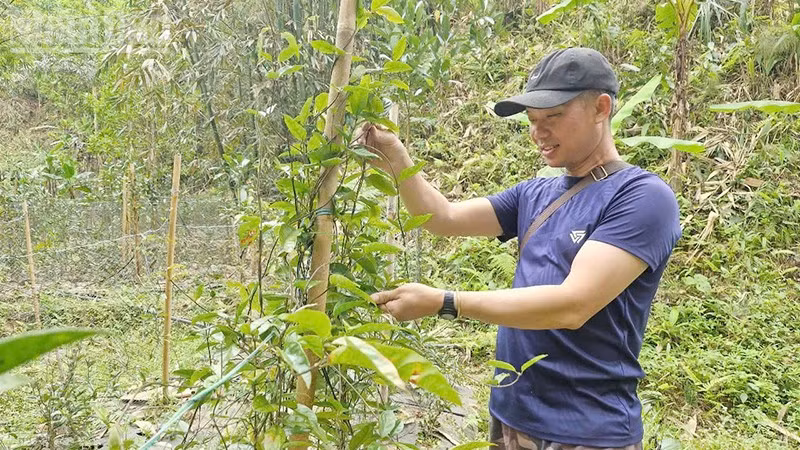 Anh Nguyễn Văn Sao mạnh dạn đầu tư phát triển vườn Ba kích chuẩn bị cho thu hoạch. (Ảnh HIỀN THÚY).