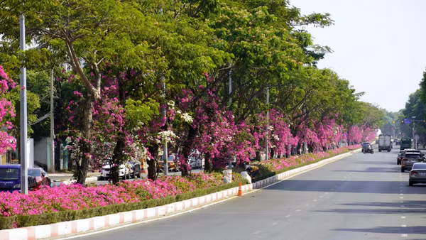 Hoa giấy đỏ rực dưới tán lá xanh trên đường 3/2, đoạn thuộc phường Tam Thắng, Thành phố Hồ Chí Minh