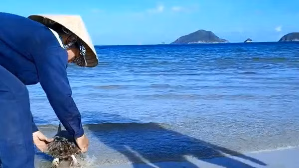 Công nhân vệ sinh môi trường Côn Đảo thả đồi mồi về biển sau khi cắt, gỡ lưới thải vướng vào chúng.