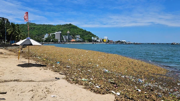 Lục bình và rác thải đại dương tấp vào bãi trước, Vũng Tàu tháng 6/2025.