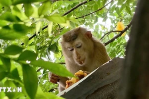 (Ảnh minh họa: TTXVN)