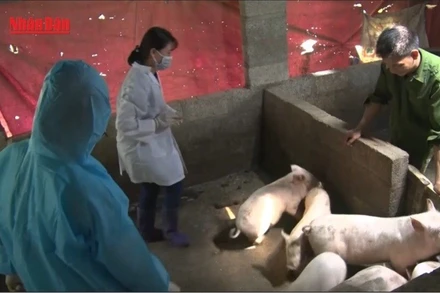 [Video] Vẫn còn 30/34 tỉnh, thành phố có dịch tả lợn châu Phi chưa qua 21 ngày