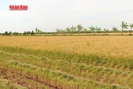 [Video] Ngân hàng Nhà nước: Gói vay nông, lâm, thủy sản đạt 94% mục tiêu