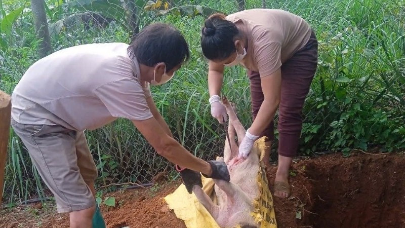 Lấy mẫu bệnh phẩm, tiêu hủy lợn mắc dịch tả lợn châu Phi ở Cao Bằng. Ảnh: Báo Cao Bằng