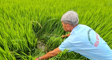 Lão nông Tư Kiêm thăm đồng sáng Mùng 4 Tết.
