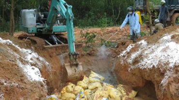 Lực lượng chức năng Quảng Ngãi tiêu hủy gia cầm mắc bệnh.