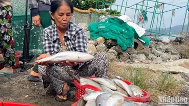 Ngoài tôm hùm, các loại cá nuôi đến kỳ thu hoạch cũng bị chết hàng loạt, người nuôi thiệt hại nặng.