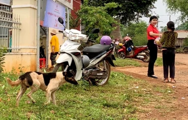 Nuôi cho thả rông là một trong những nguyên nhân dẫn đến bệnh dại (ảnh minh họa).