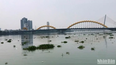 Lục bình trôi kín sông Hàn, ảnh chụp trưa 20/4. 