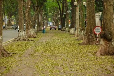 [Ảnh] Nơi mùa sấu thay lá