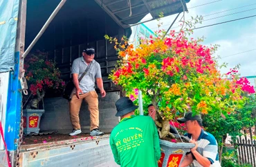 Bến Tre: Tất bật chuyển hoa ra chợ Tết 