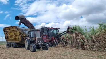Thu hoạch mía bằng cơ giới trên cánh đồng mía lớn Nhà máy đường An Khê (Gia Lai).
