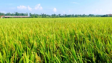Ảnh minh họa.