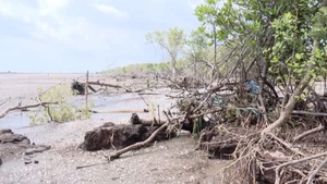 [Video] Đầu tư hơn 330 tỷ đồng chống xói lở bờ biển Gò Công