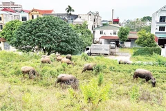 Nhiều hộ gia đình chuẩn bị điều kiện để tái đàn vật nuôi.